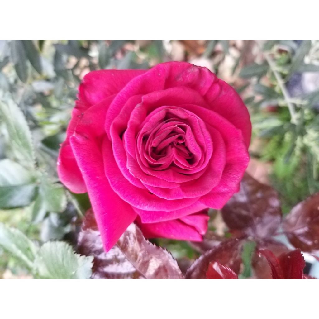 Roseira de flor grande Grande Classe