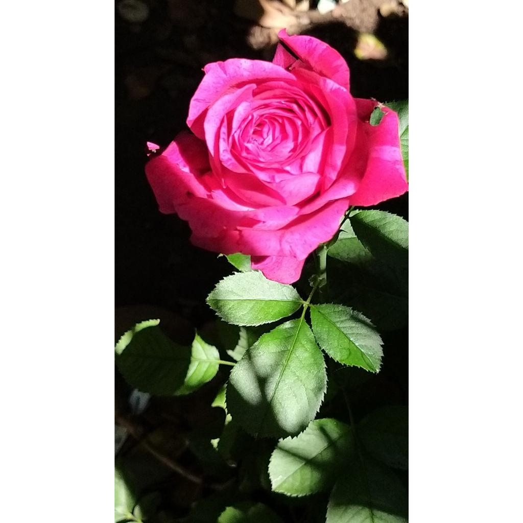 Roseira de flor grande Guillaume Gomez