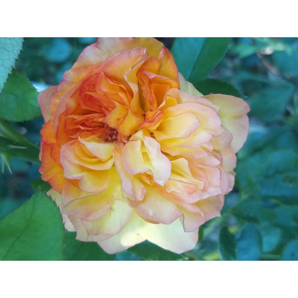 Roseira de flor grande Henri Delbard