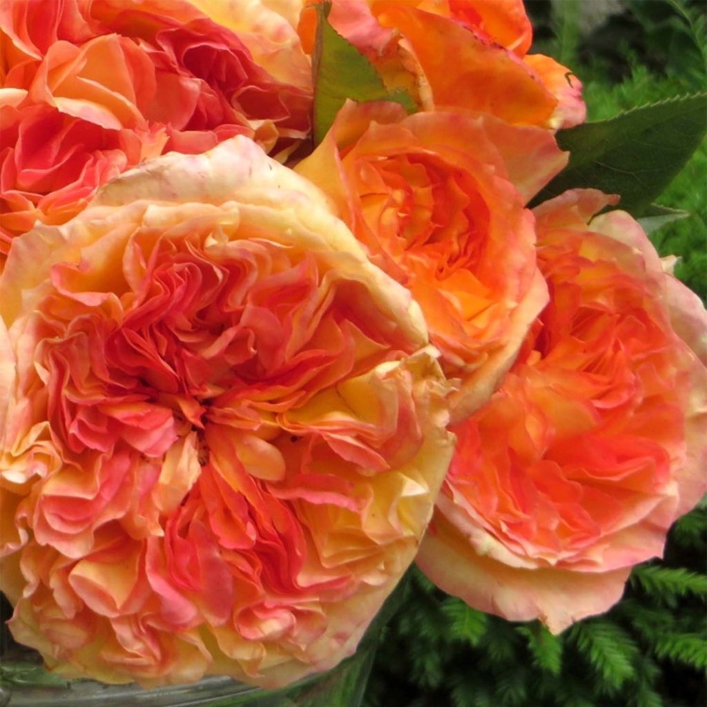 Roseira de flor grande Henri Delbard