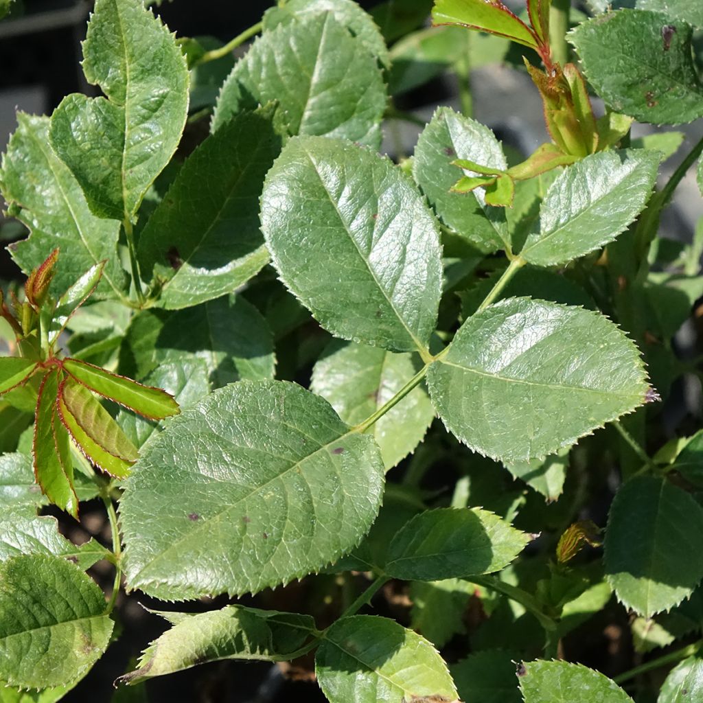 Roseira de flor grande Holiday Island Key Largo