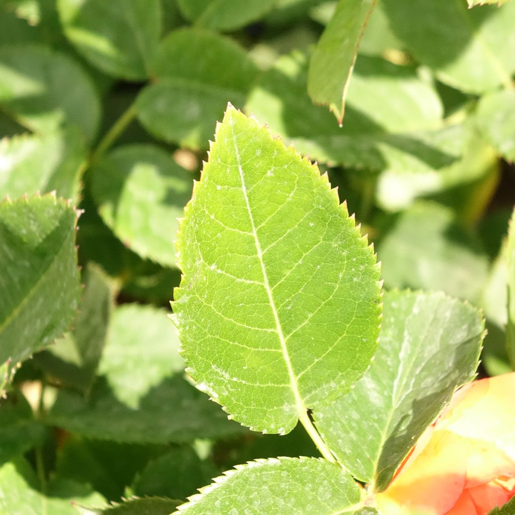 Roseira de flor grande Ibiza