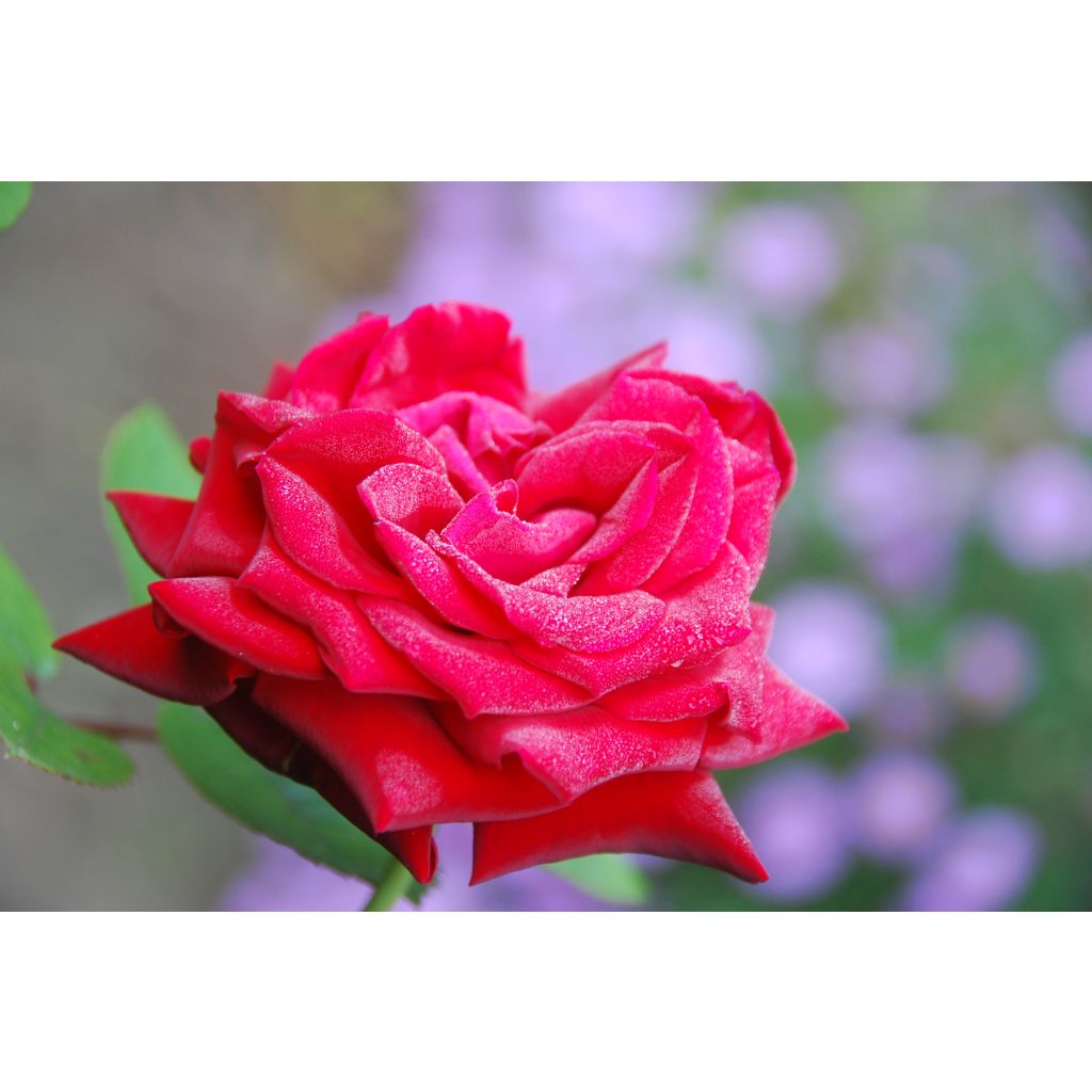 Roseira de flor grande Ingrid Bergman