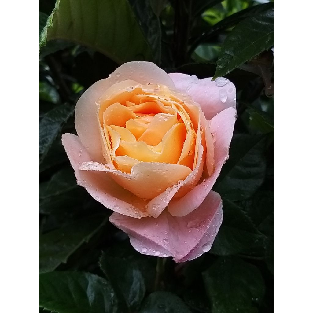Roseira de flor grande Isabelle Autissier