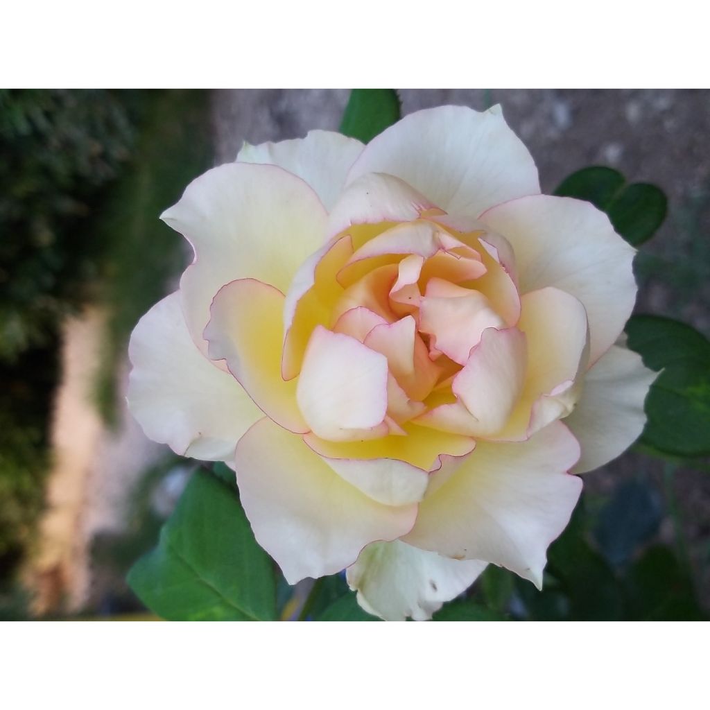 Roseira de flor grande Jalitah