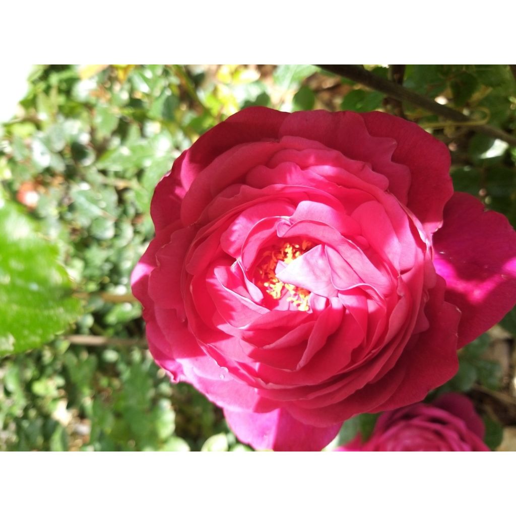 Roseira de flor grande Jingle Bells