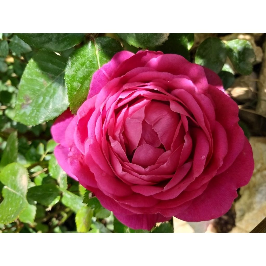 Roseira de flor grande Jingle Bells