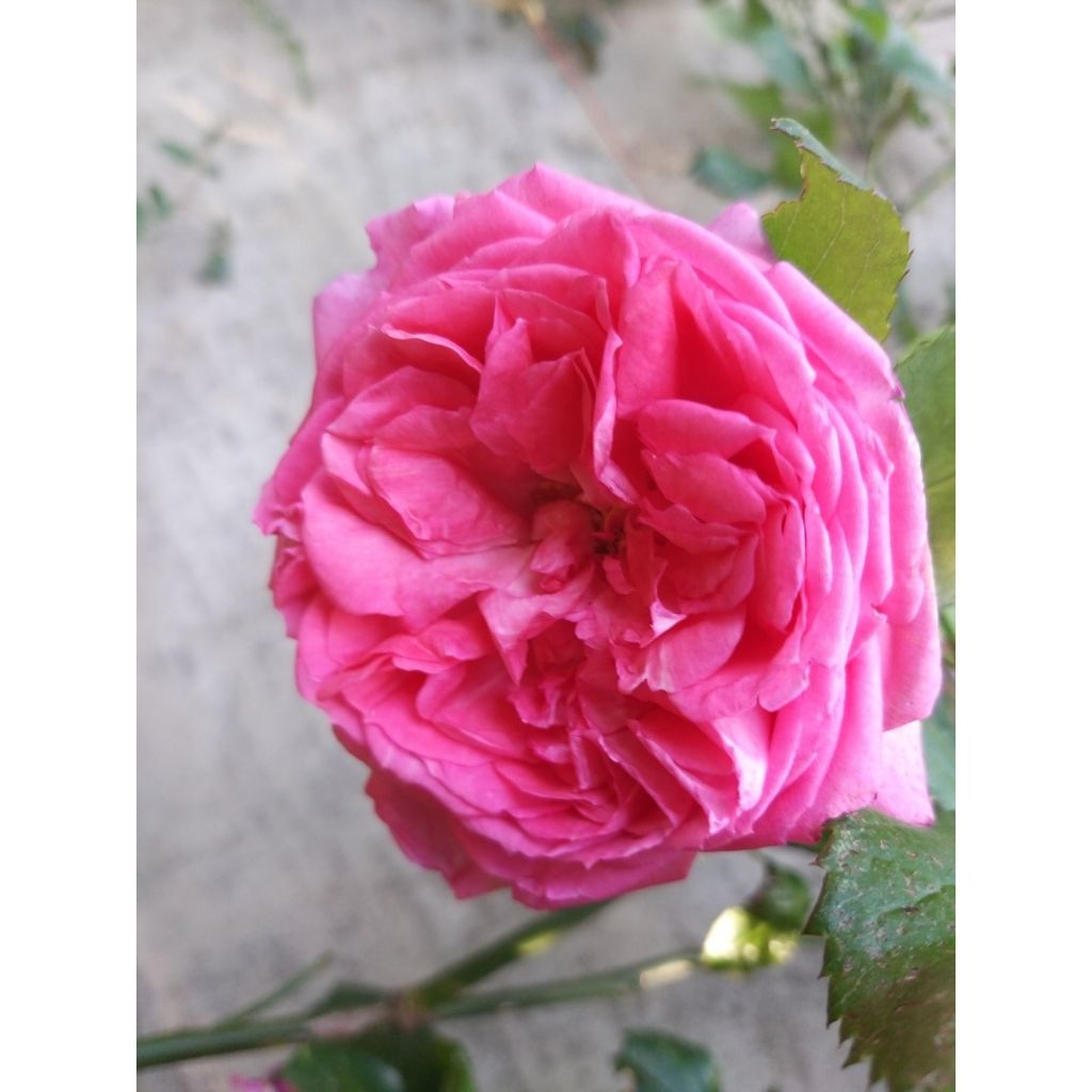 Roseira de flor grande La Rose de Molinard