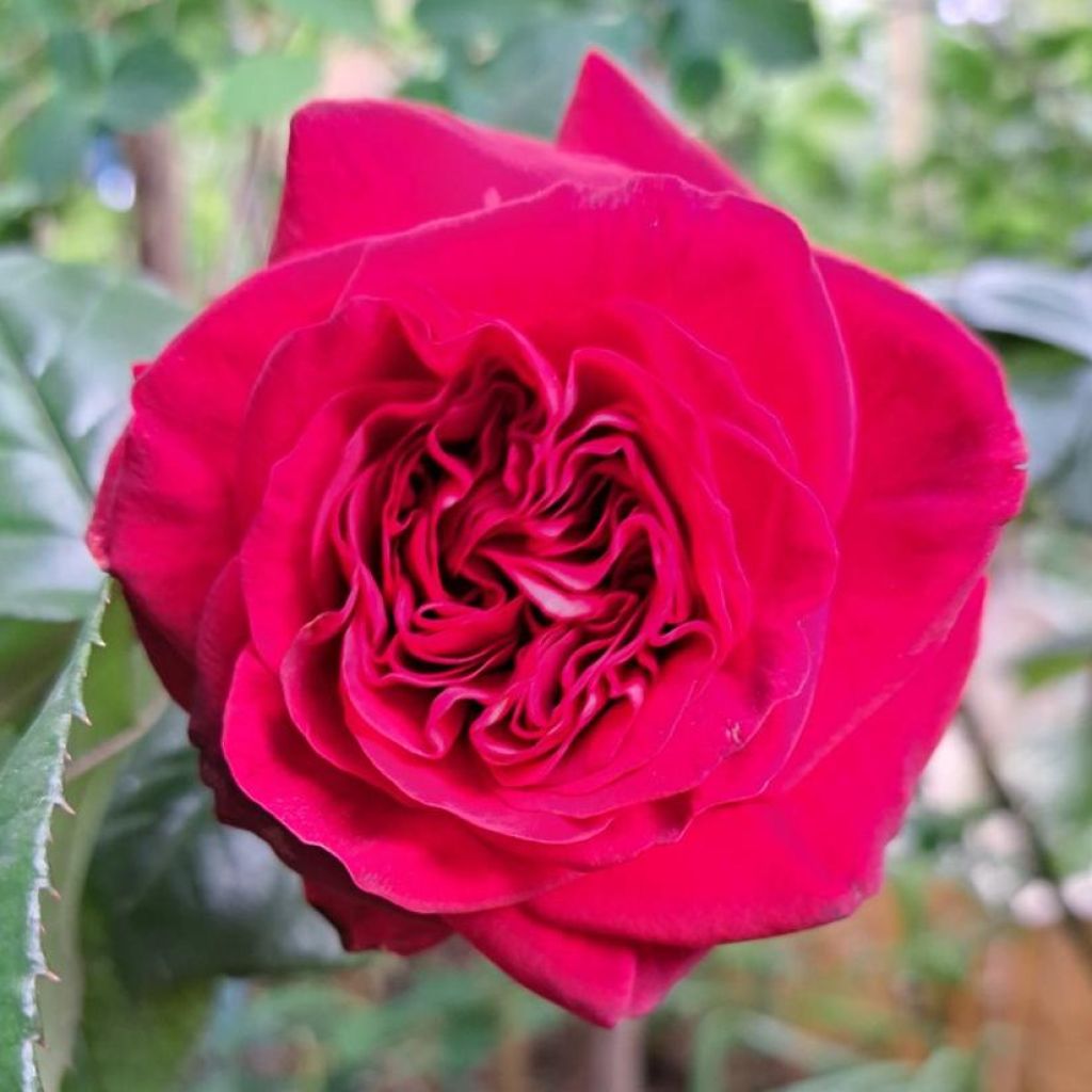Roseira de flor grande La rose Monsieur