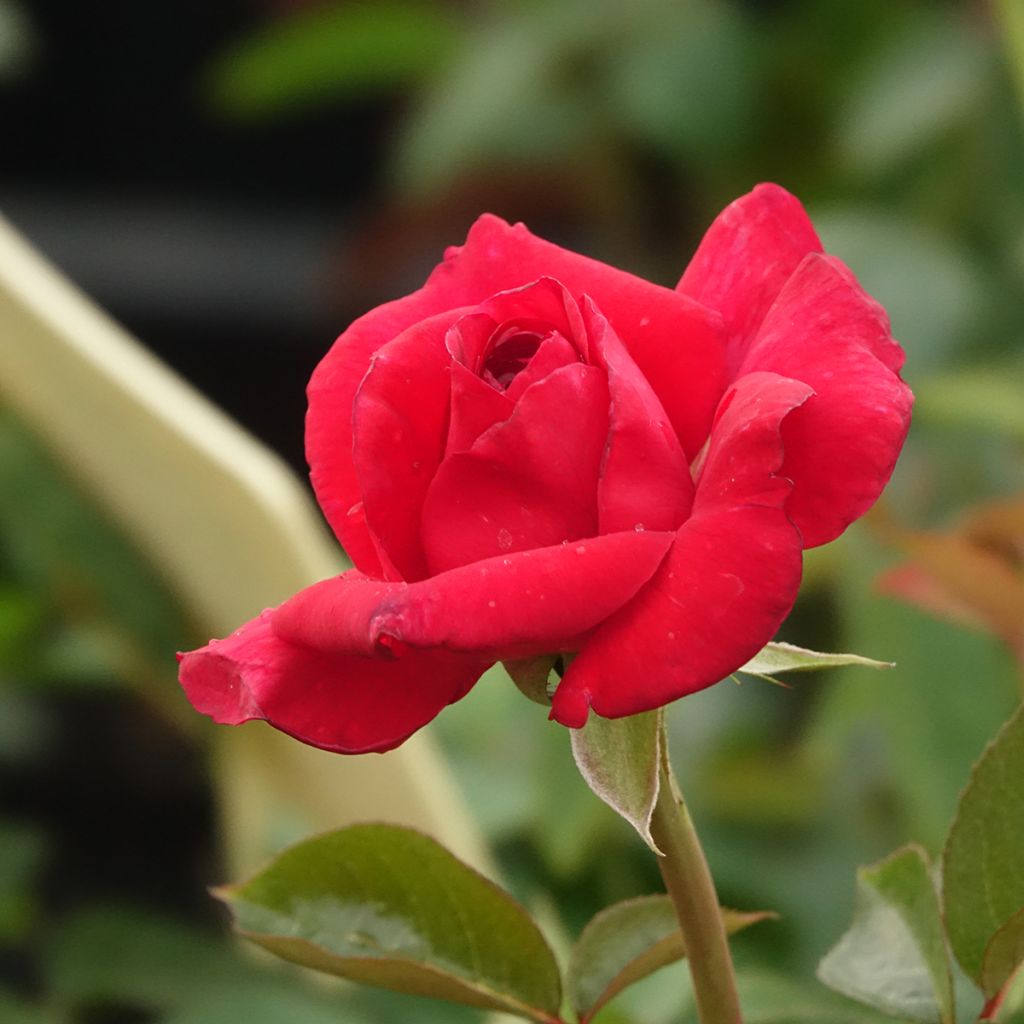 Roseira de flor grande La rose Monsieur