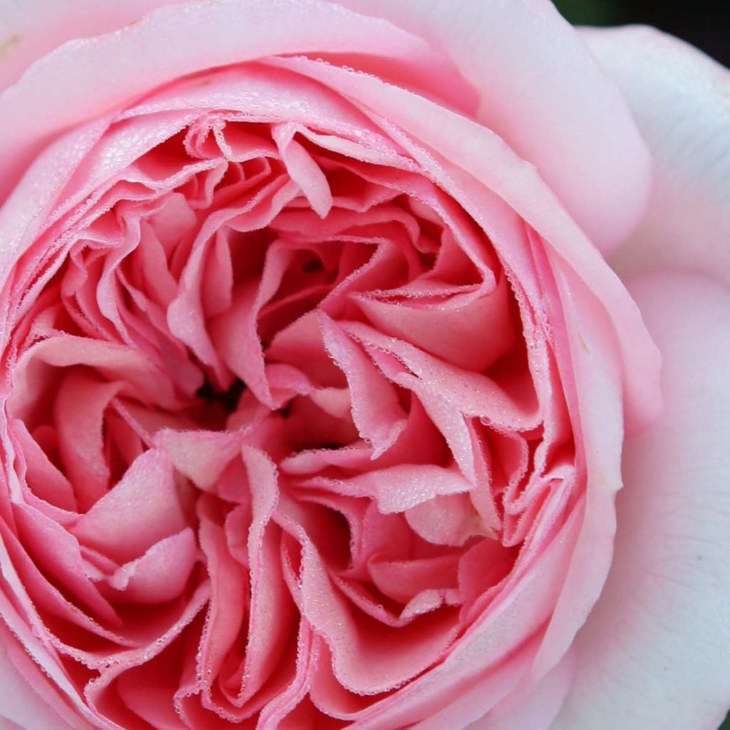 Roseira de flor grande Pink Martini