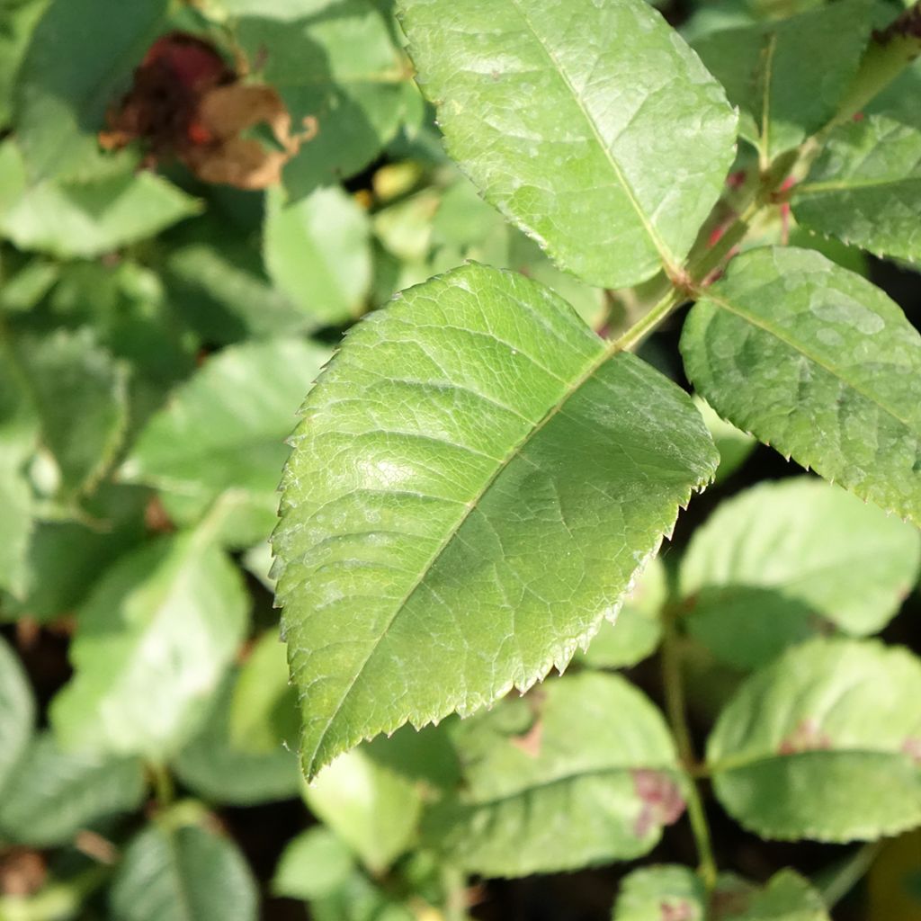 Roseira de flor grande Les Années Folles Fox Trot