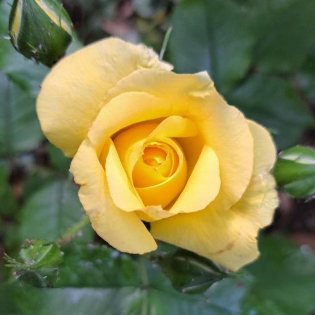 Roseira de flor grande La Rotonde - Rosa