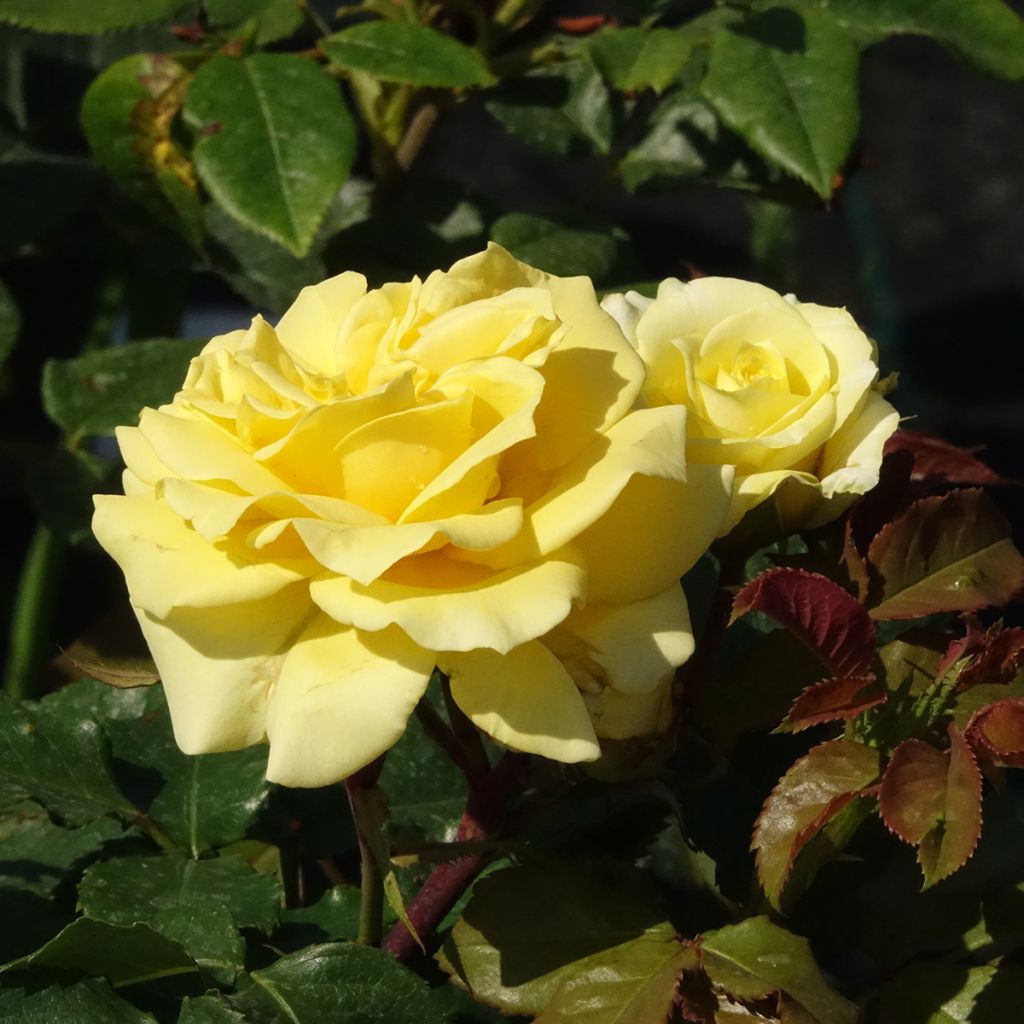 Roseira de flor grande La Rotonde - Rosa