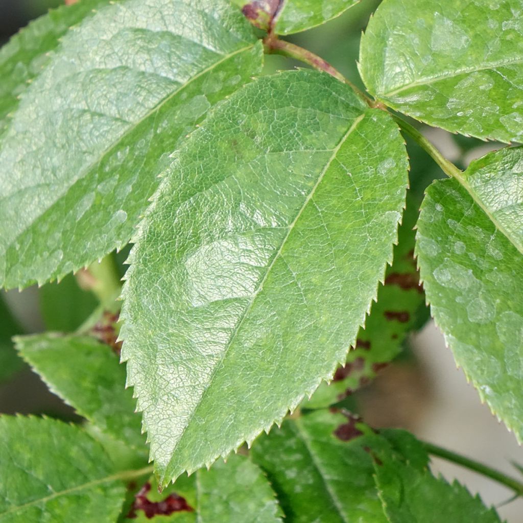 Roseira de flor grande Music Hall