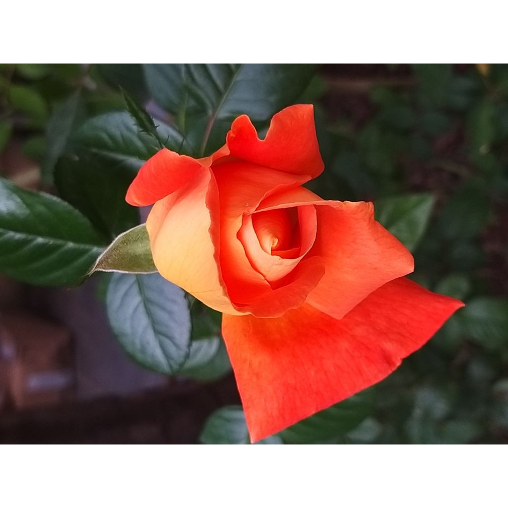 Roseira de flor grande Louis de Funes