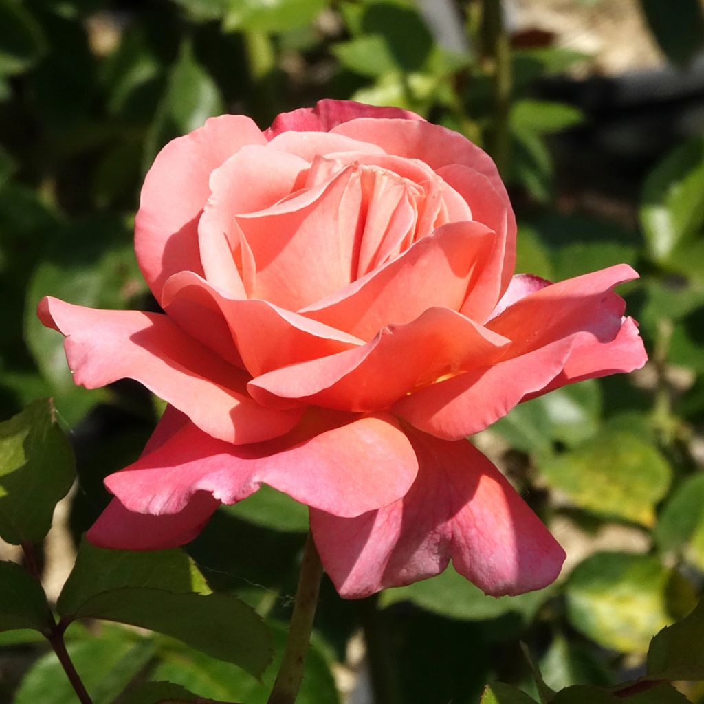 Roseira de flor grande Sweet Mademoiselle