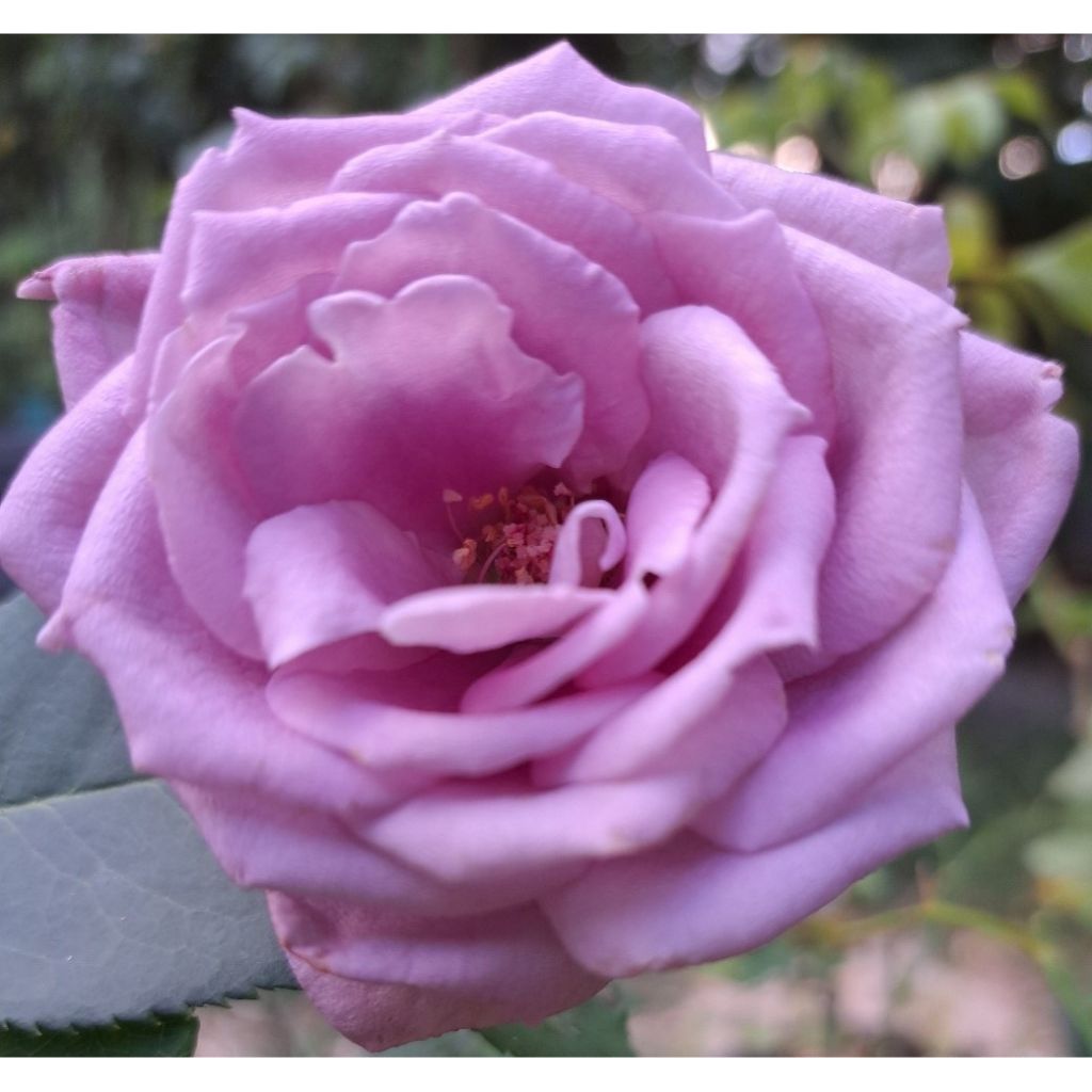 Roseira de flor grande Mamy Blue