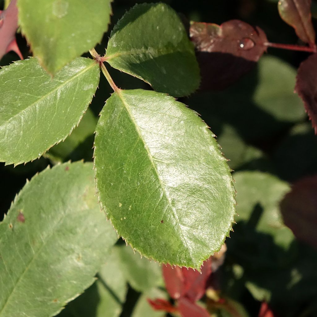 Roseira de flor grande Marcel Pagnol