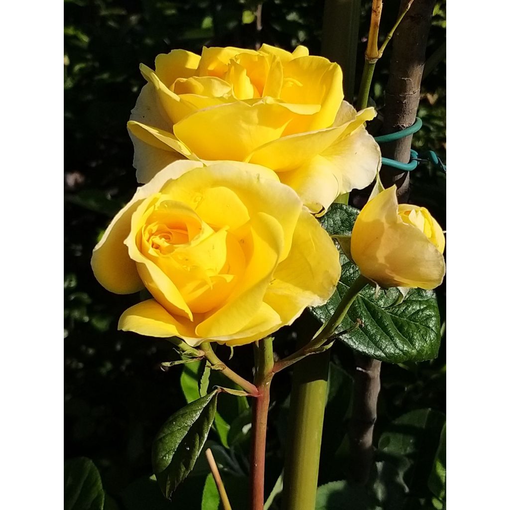 Roseira de flor grande Michelangelo