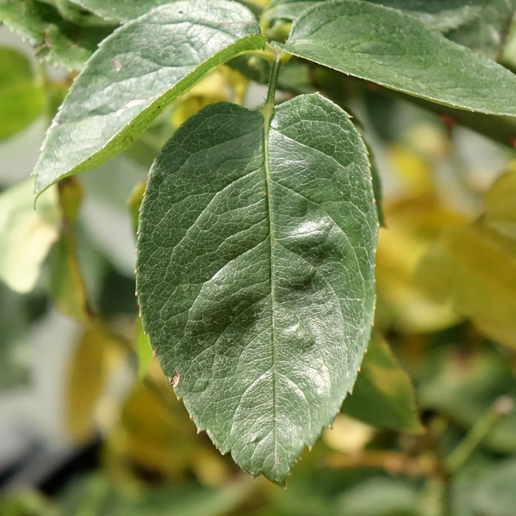 Roseira de flor grande Peace