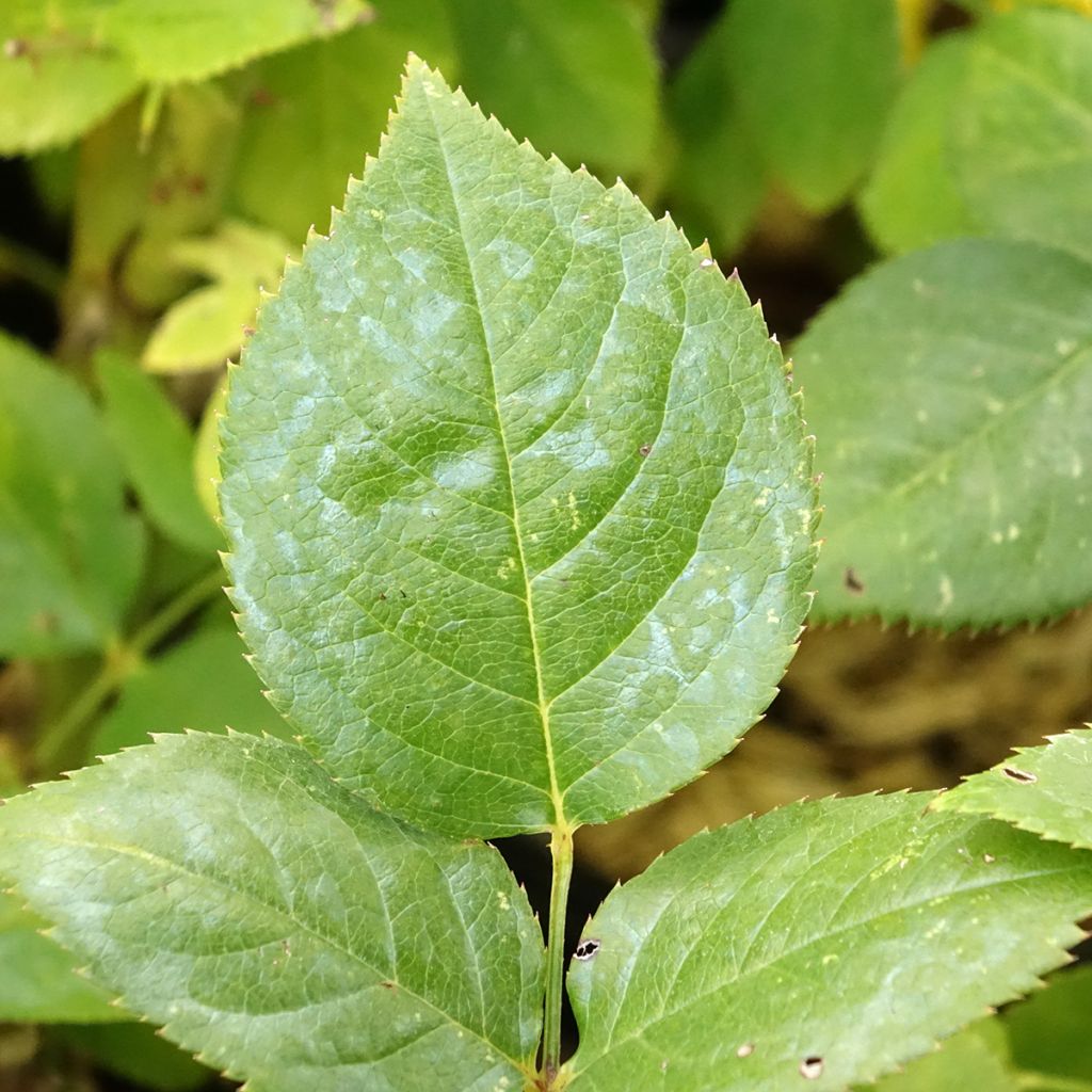 Roseira de flor grande Primo Bacio