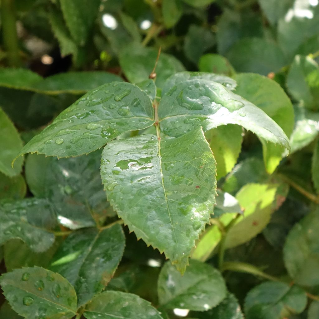 Roseira de flor grande Pacific Sunset