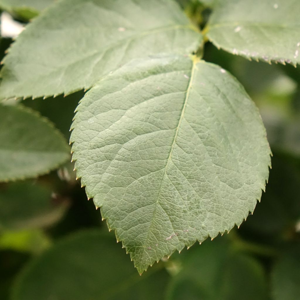 Roseira de flor grande Paint it Black