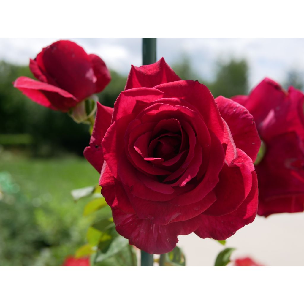 Roseira de flor grande Papa Meilland