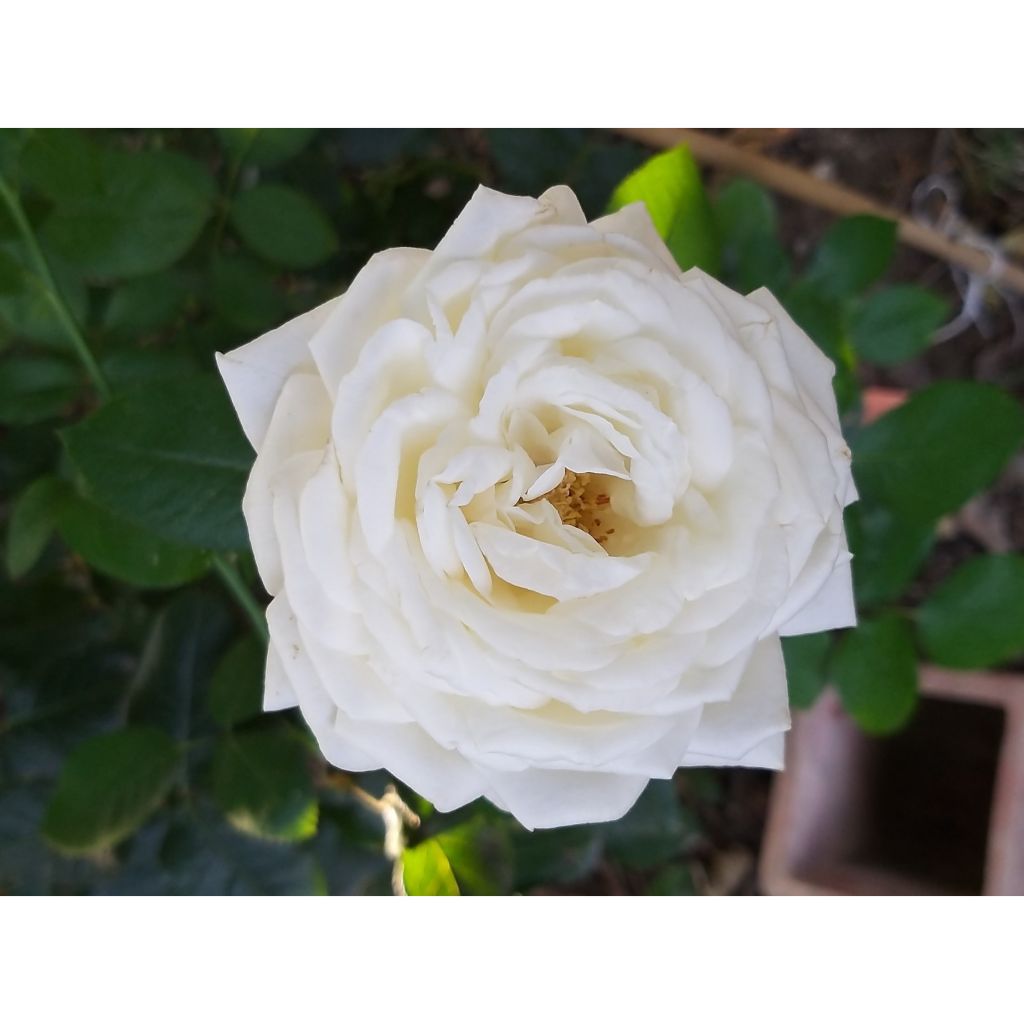 Roseira de flor grande Pierre Arditi