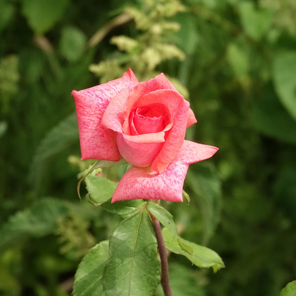 Roseira de flor grande Pierre Cardin