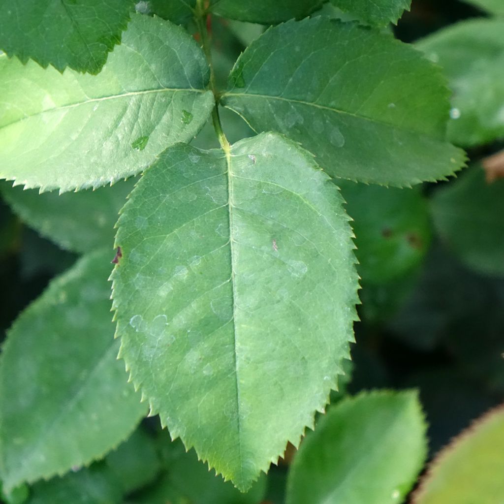 Roseira de flor grande Pierre de Luxembourg