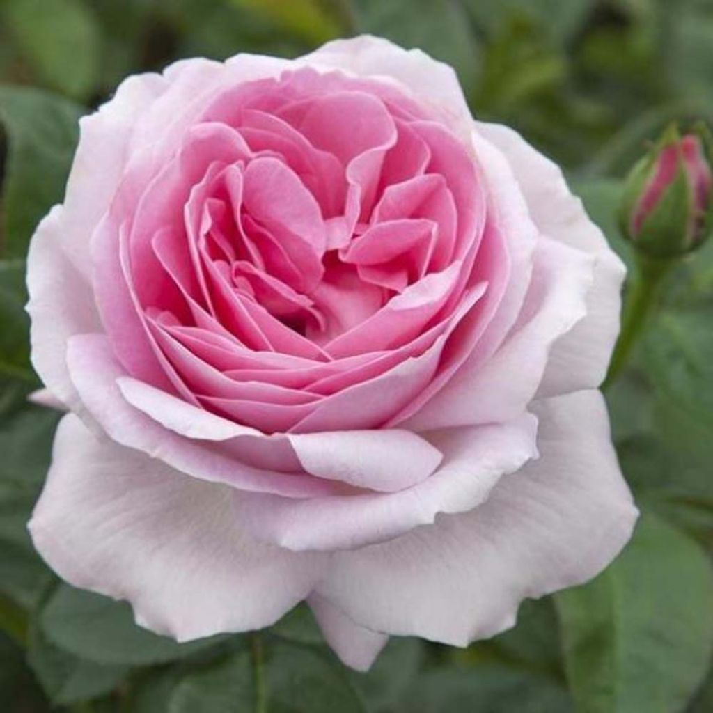 Roseira de flor grande Pink Eureka