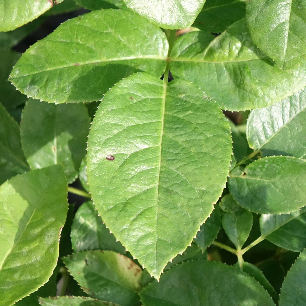 Roseira de flor grande Pink Eureka