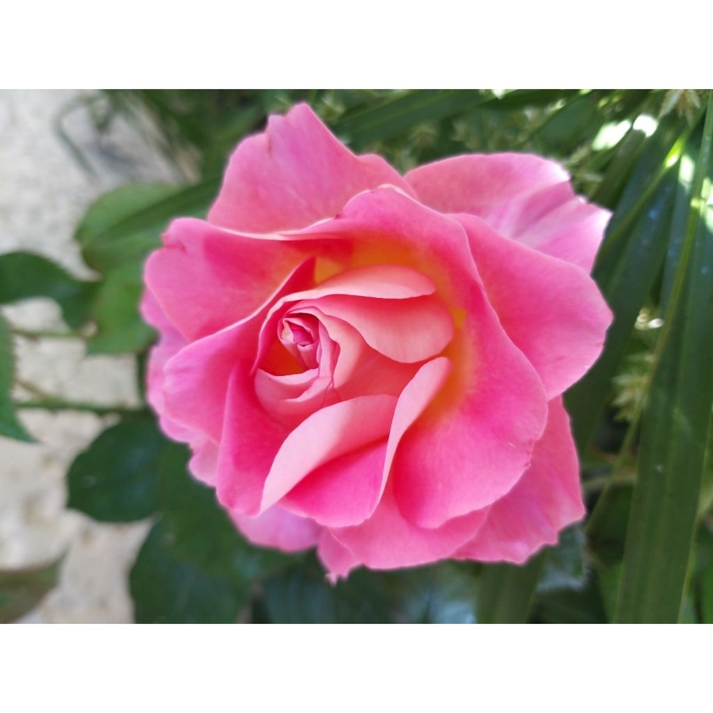 Roseira de flor grande Pink Paradise