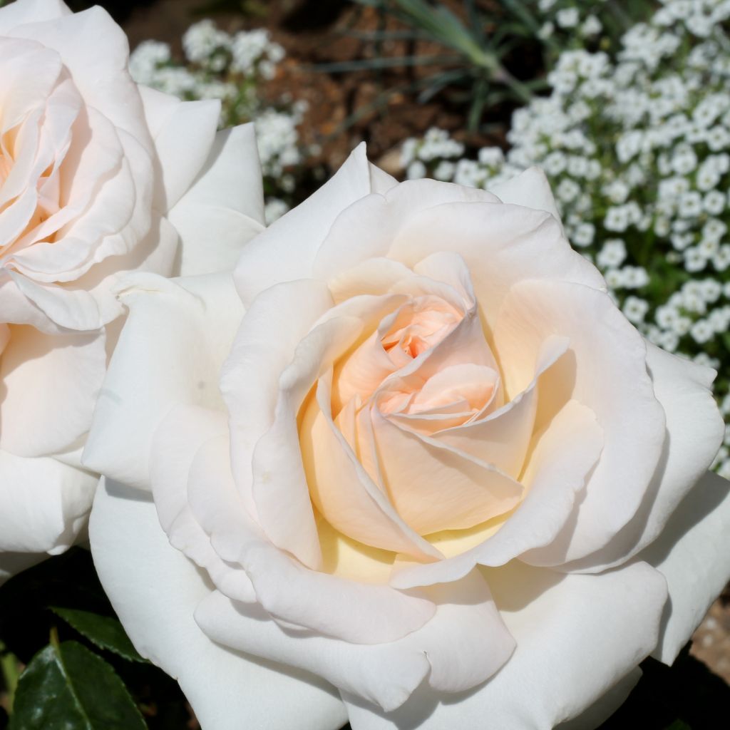 Roseira de flor grande Prince Jardinier