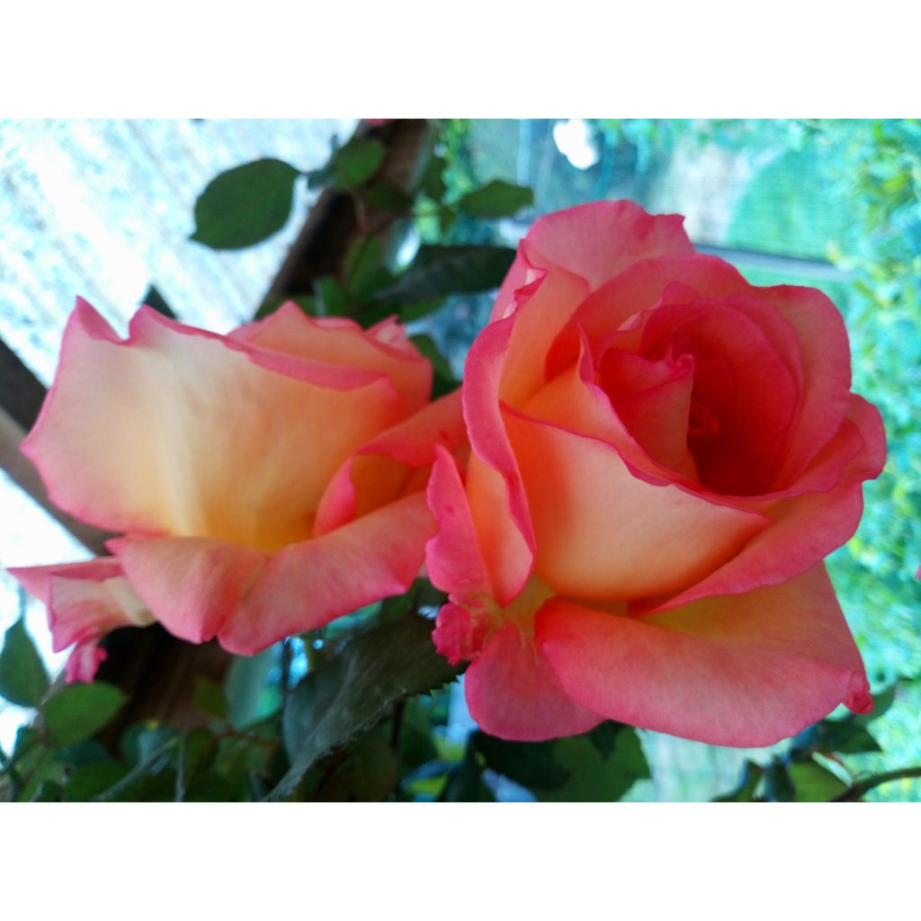 Roseira de flor grande Pullman Orient Express