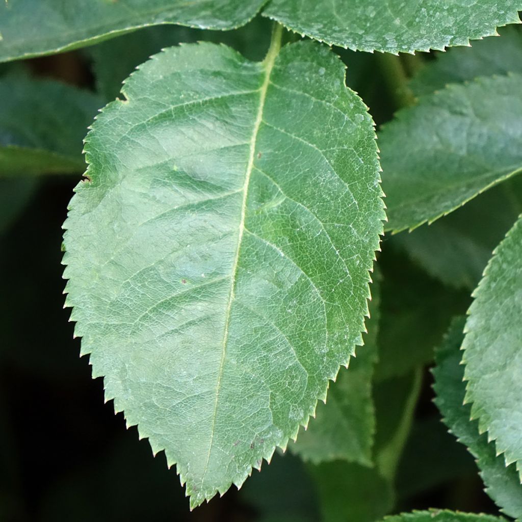 Roseira de flor grande Raffaello