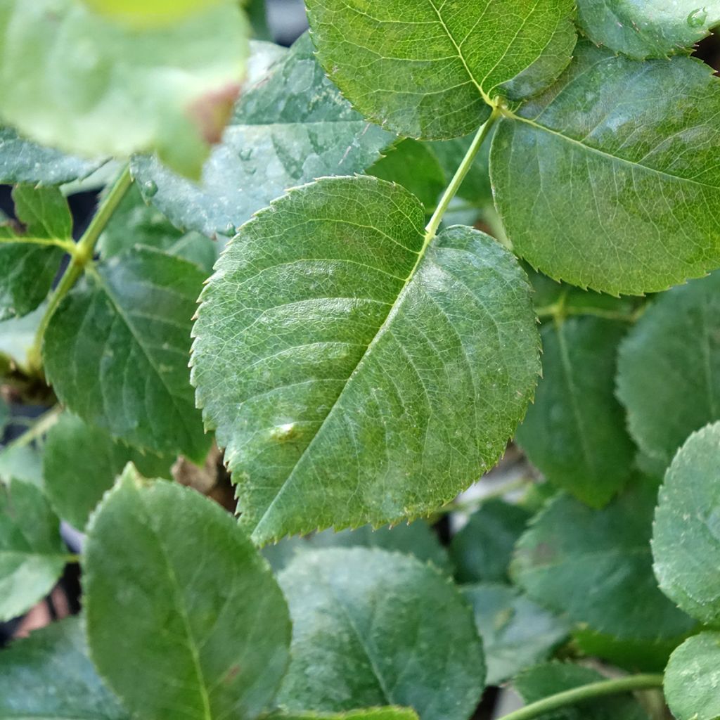 Roseira de flor grande Ragazza