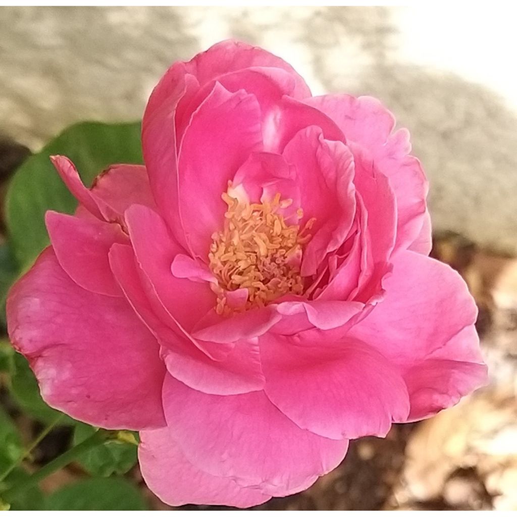 Roseira de flor grande Remember®