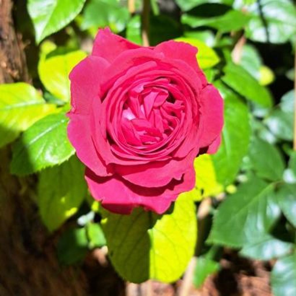Roseira de flor grande Rose Clos Vougeot