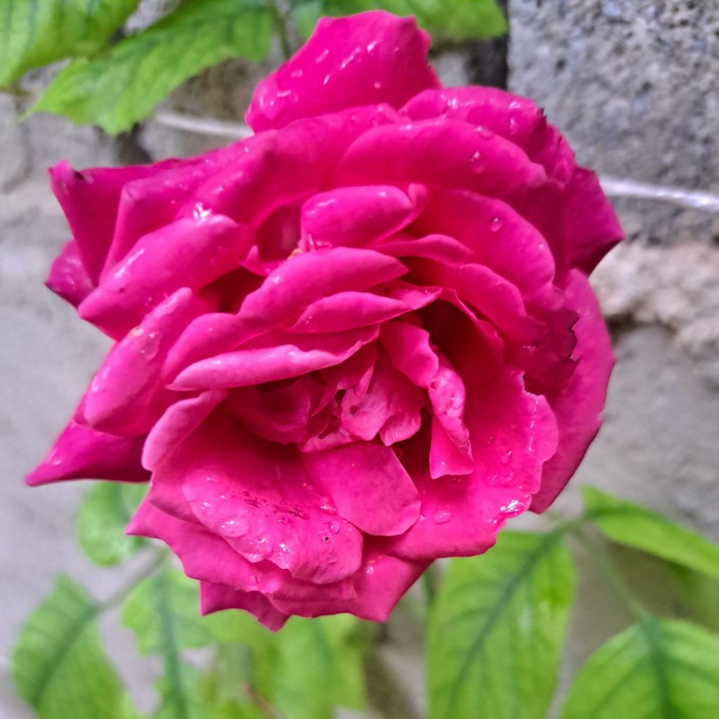 Roseira de flor grande Rose Clos Vougeot