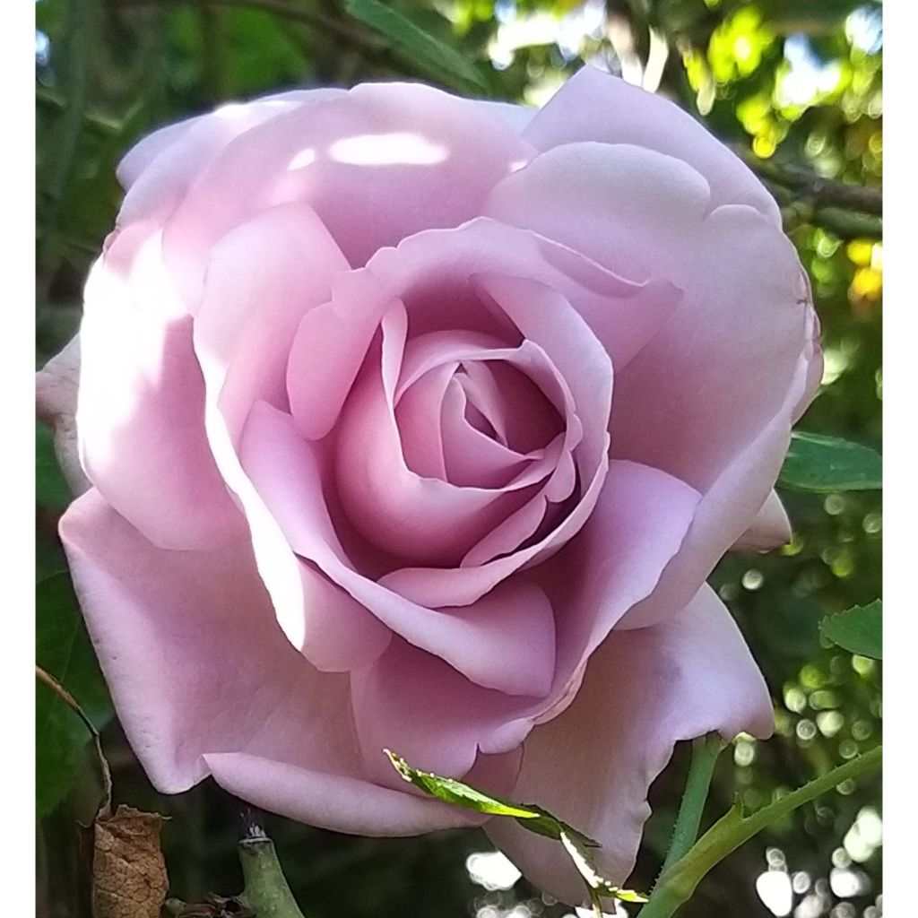 Roseira de flor grande Le Petit Prince