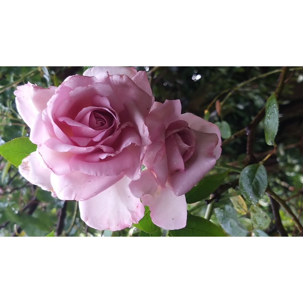 Roseira de flor grande Le Petit Prince