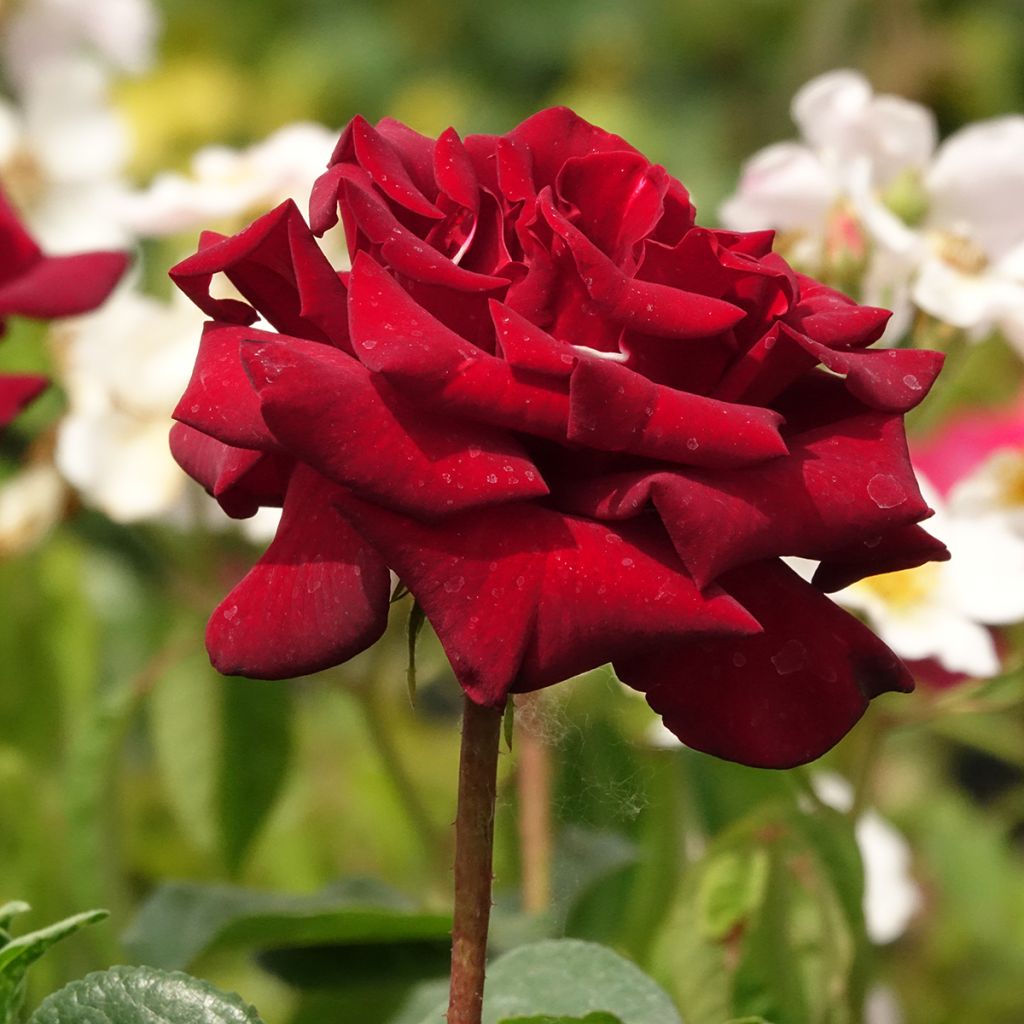 Roseira de flor grande Black Madonna