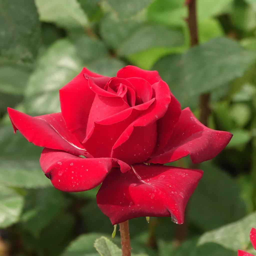 Roseira de flor grande Black Madonna