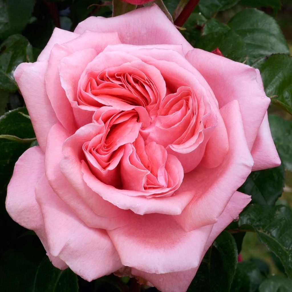 Roseira de flor grande Special Anniversary