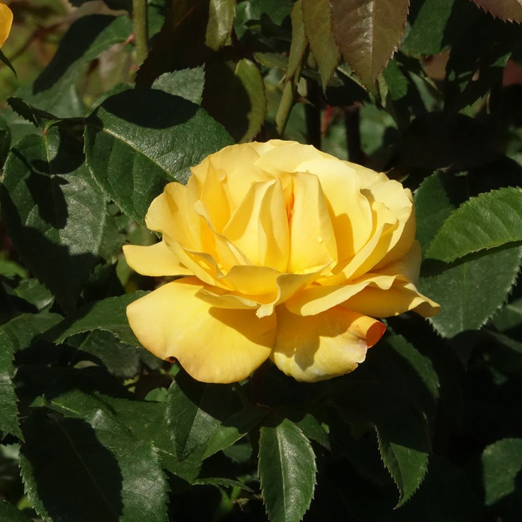 Roseira de flor grande Sunny Sky