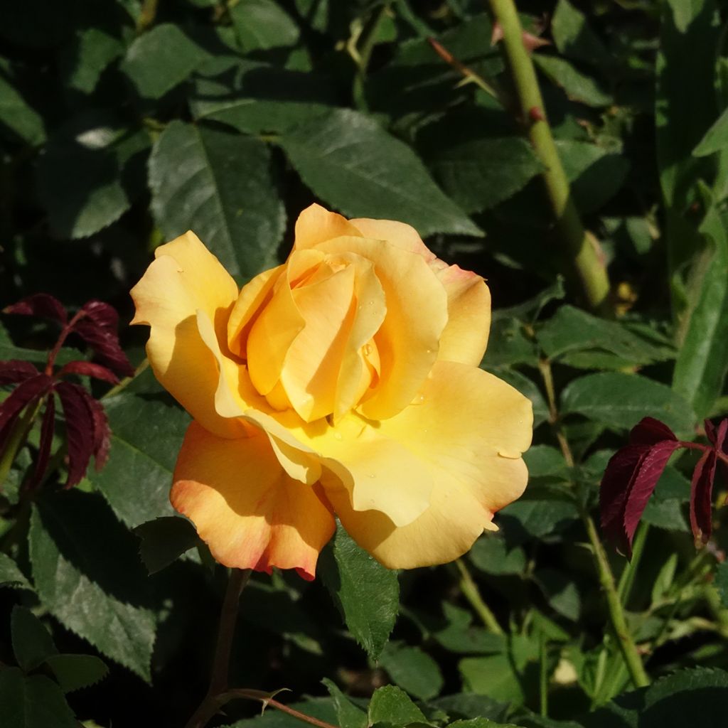 Roseira de flor grande Sunny Sky