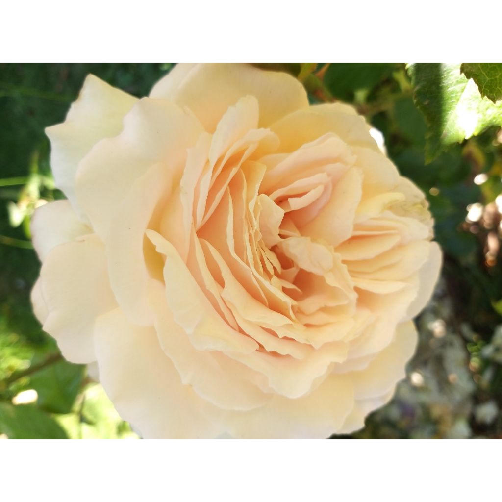 Roseira de flor grande Chandos Beauty